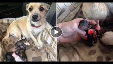 Dog Gives Birth In Back Of Car Immediately After Being Rescued
